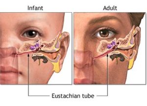 eustachian tube cropped nlm